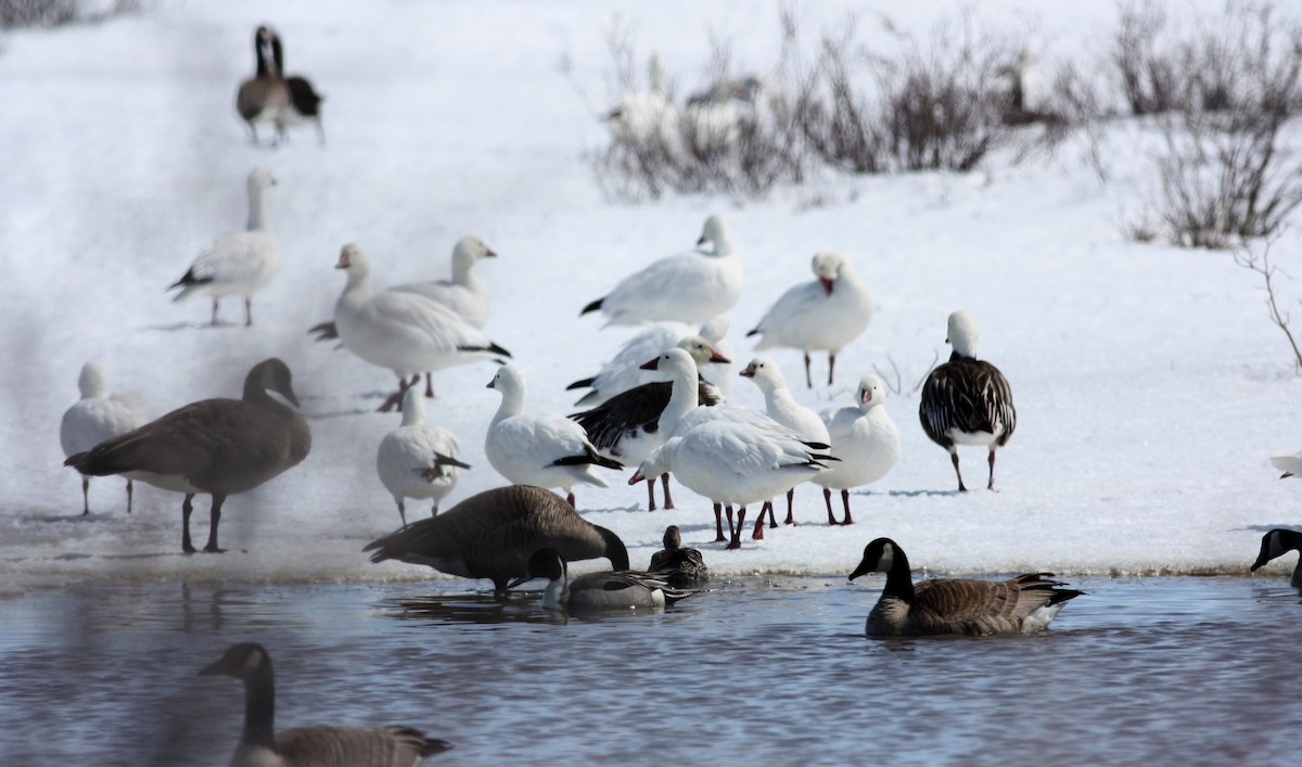 Ross's Goose - ML52891941