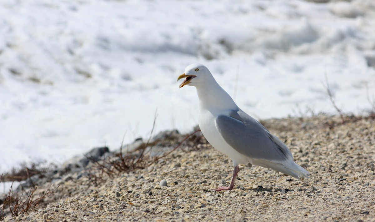 Glaucous Gull - Jay McGowan