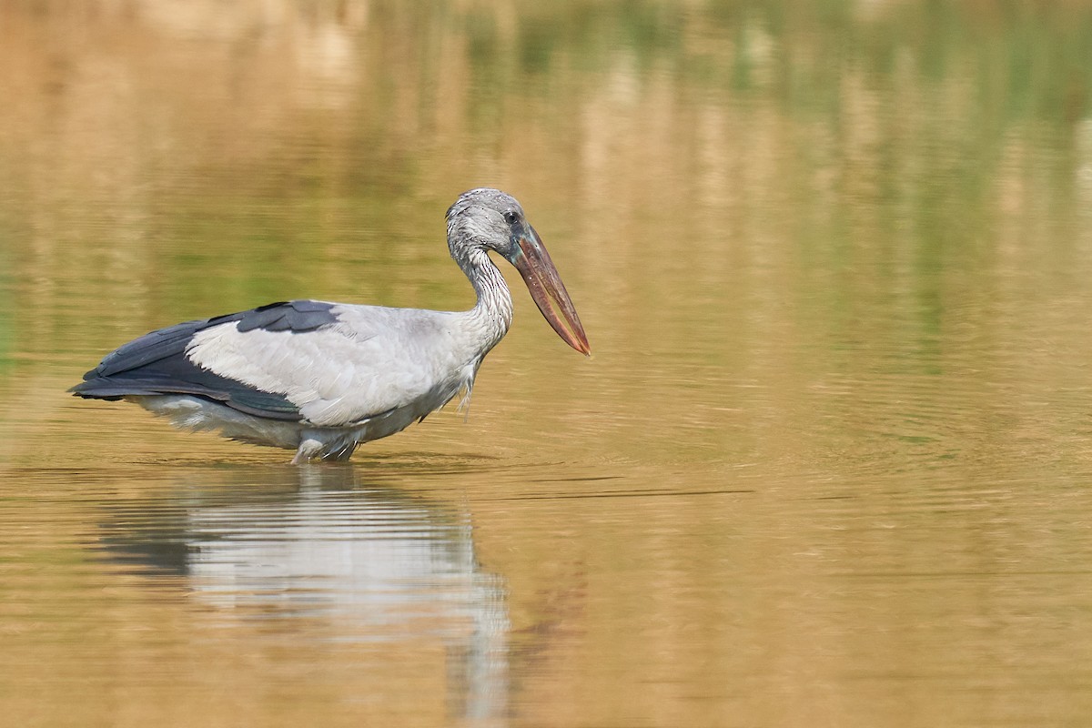 Asian Openbill - Raghavendra  Pai