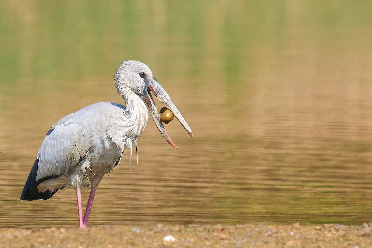 Asian Openbill - Raghavendra  Pai