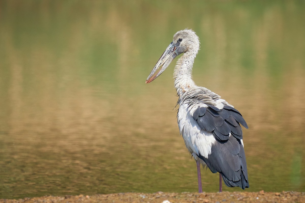 Asian Openbill - Raghavendra  Pai