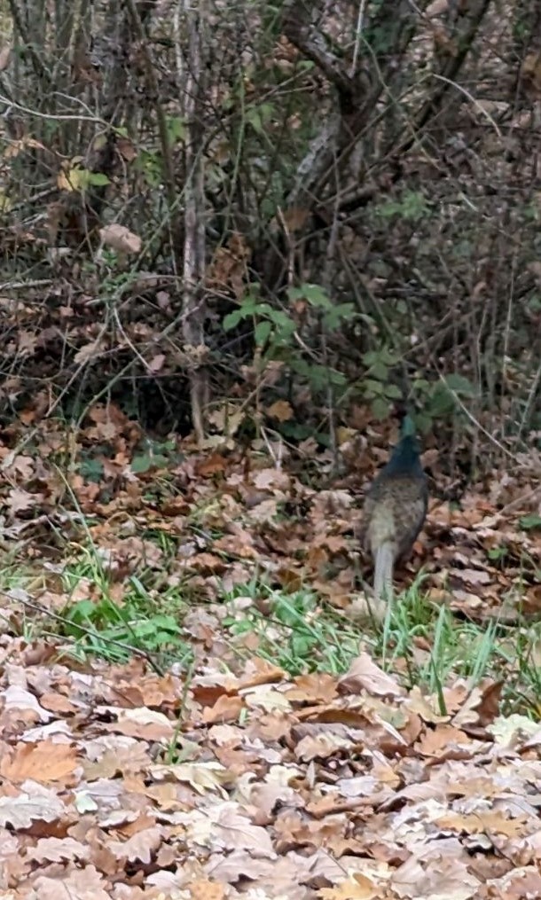 Green Pheasant - ML528921591