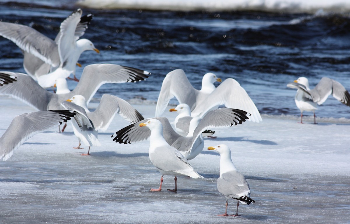 Herring Gull (American) - ML52892191