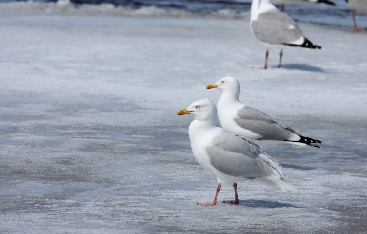 Glaucous Gull - ML52892211