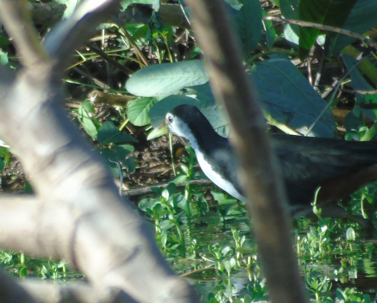 White-breasted Waterhen - ML528922281