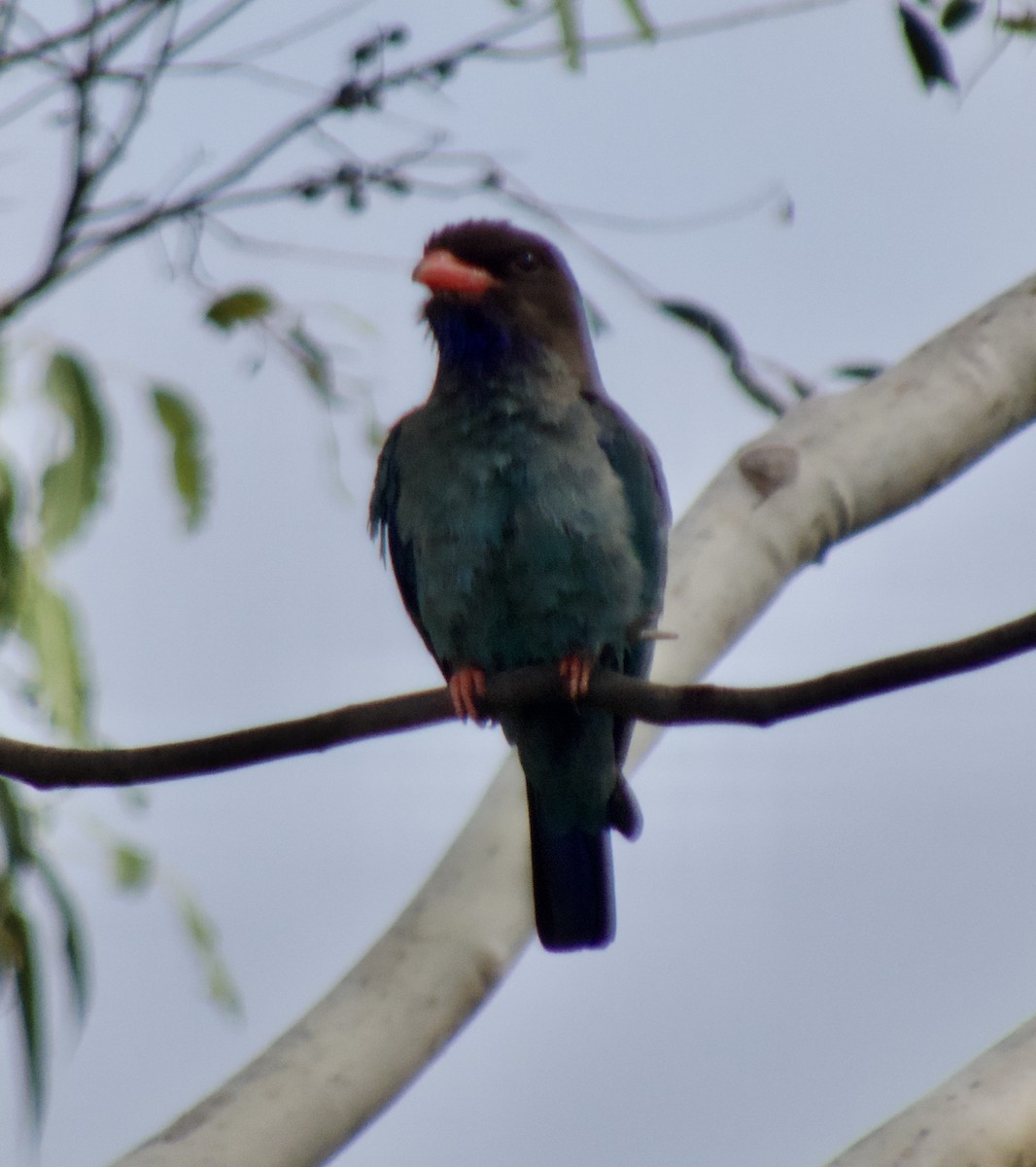 Dollarbird - ML528922431