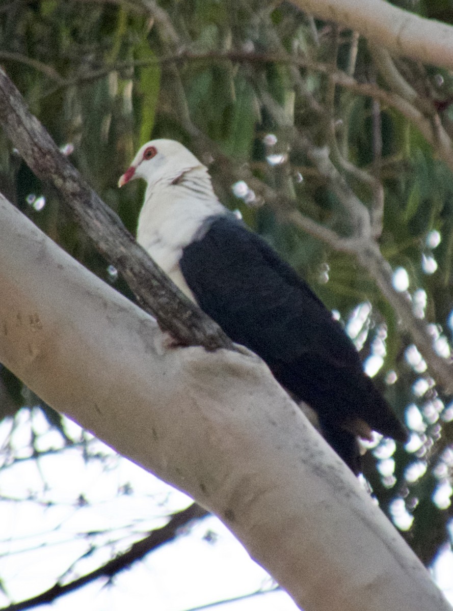 White-headed Pigeon - ML528922681