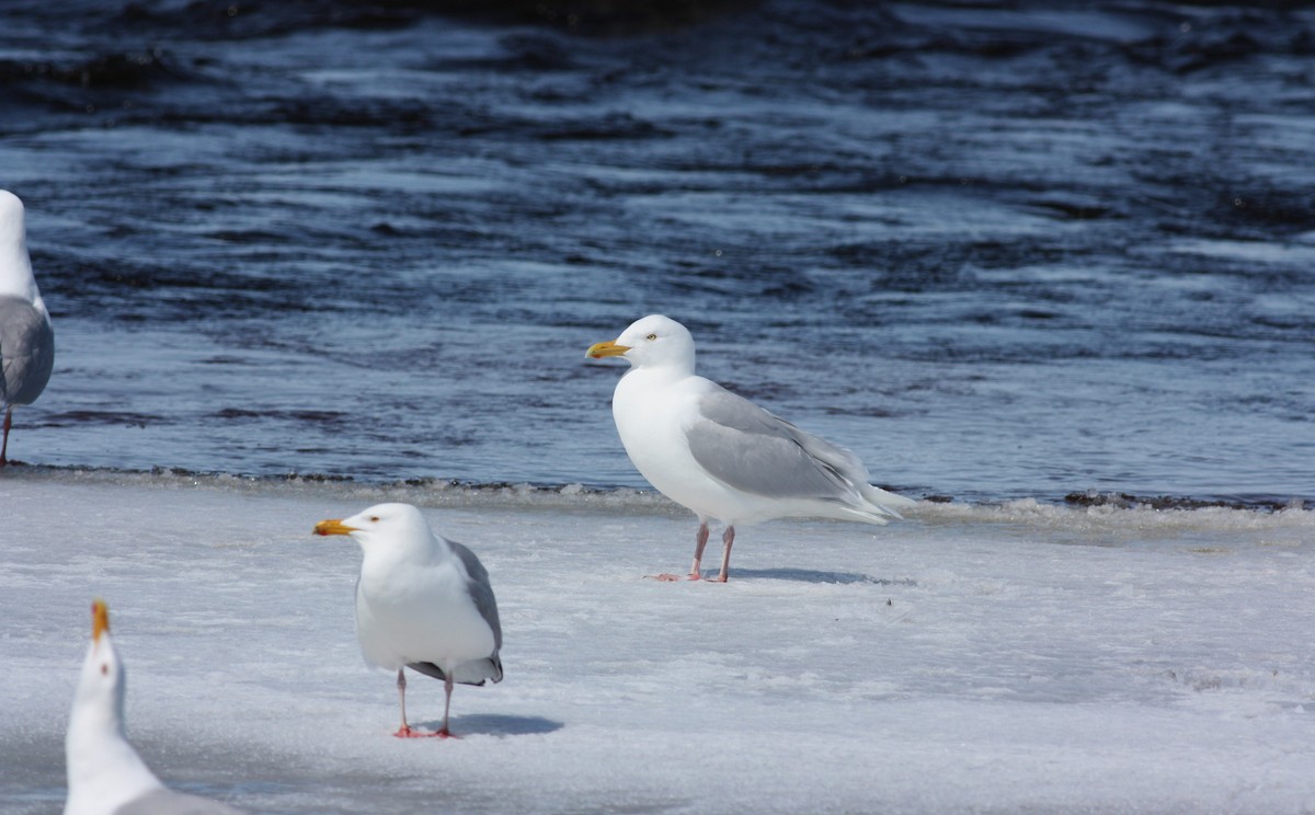 Glaucous Gull - ML52892301