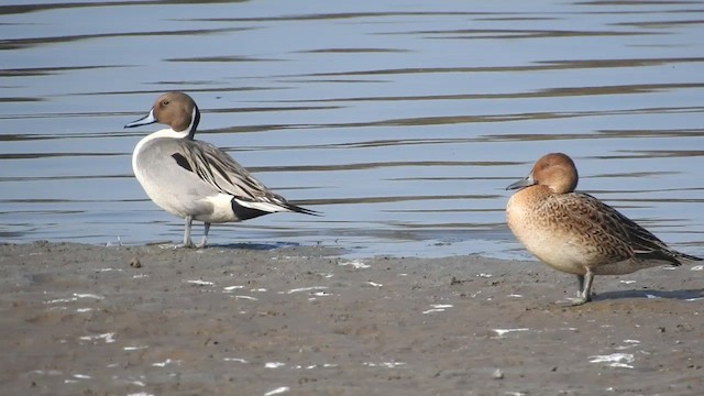 Northern Pintail - ML528923101