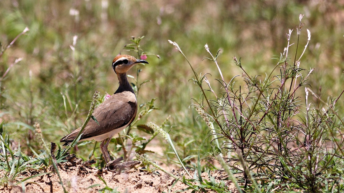 Temminck's Courser - ML528923171