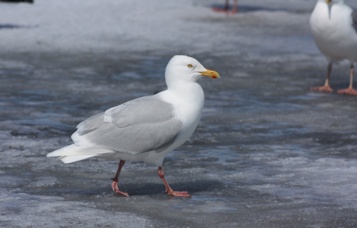 Glaucous Gull - ML52892331