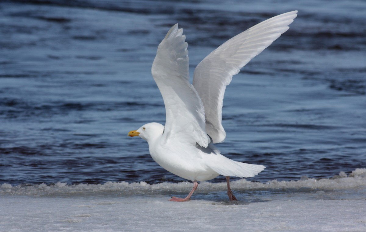 Glaucous Gull - ML52892341