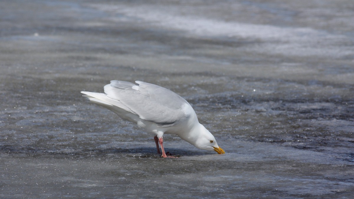 Glaucous Gull - ML52892371