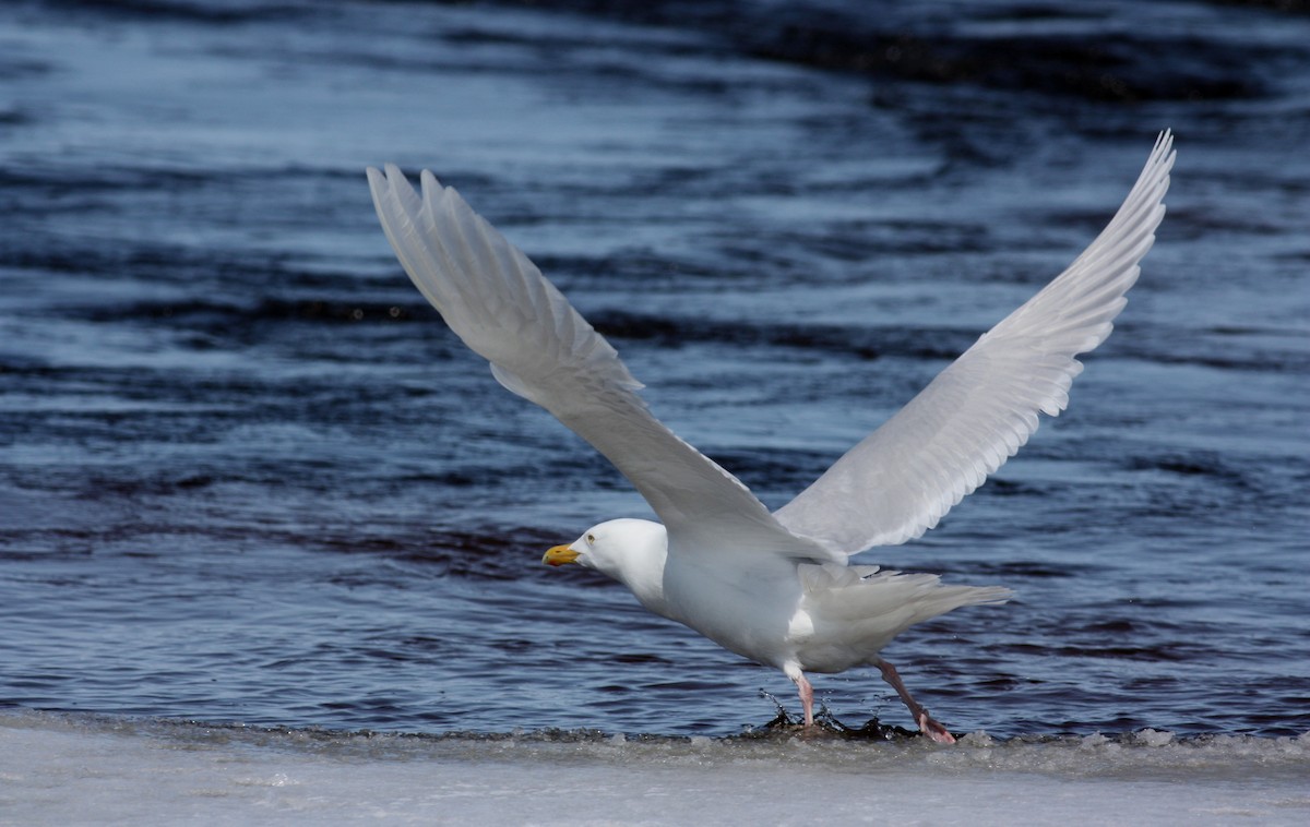 Glaucous Gull - ML52892421