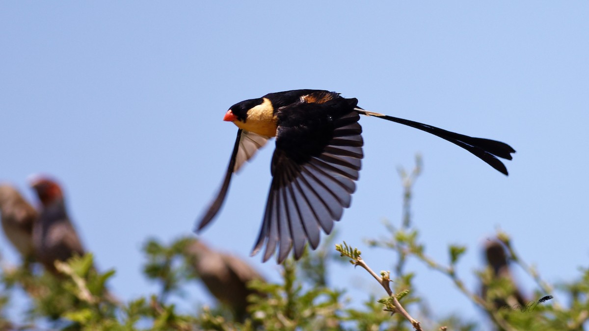 Shaft-tailed Whydah - Eric Gentelet