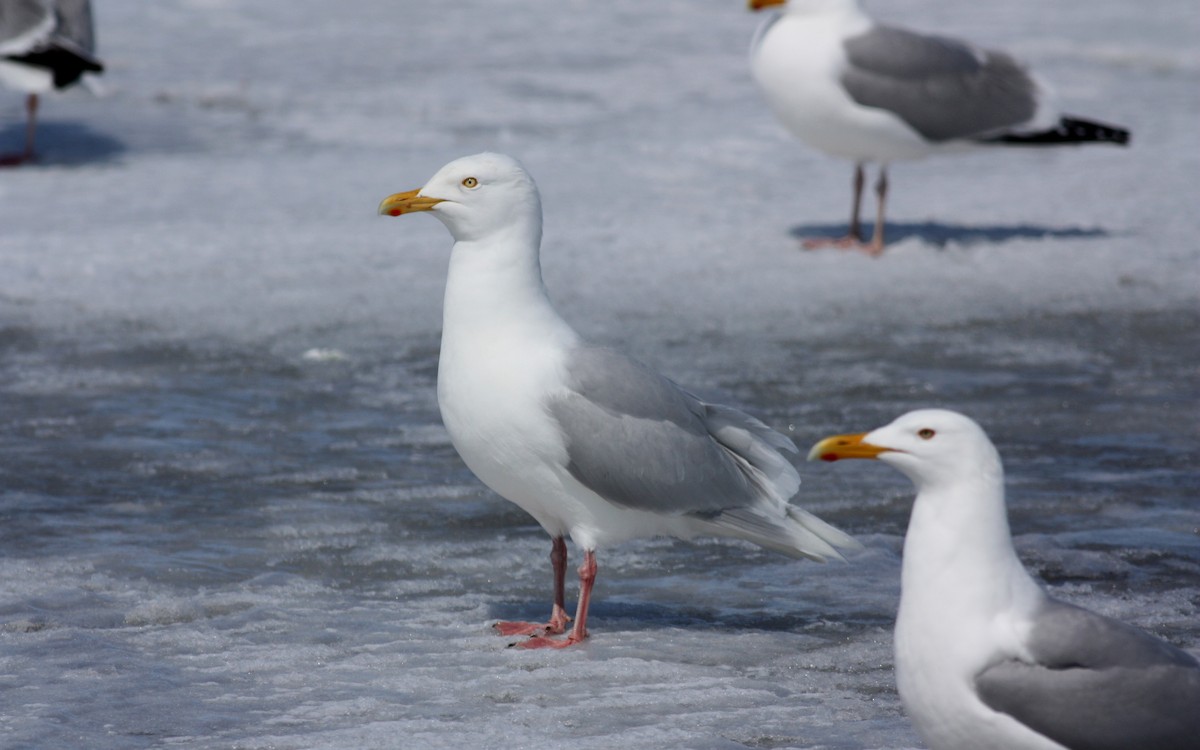 Glaucous Gull - ML52892451