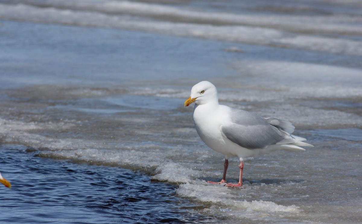 Glaucous Gull - ML52892471