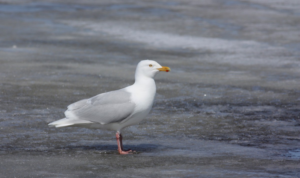 Glaucous Gull - ML52892481