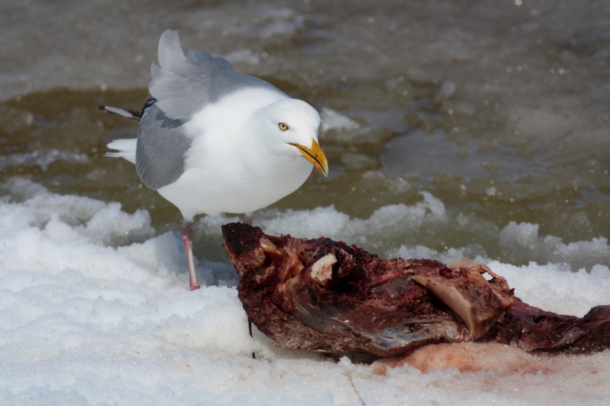 Herring Gull (American) - ML52892511