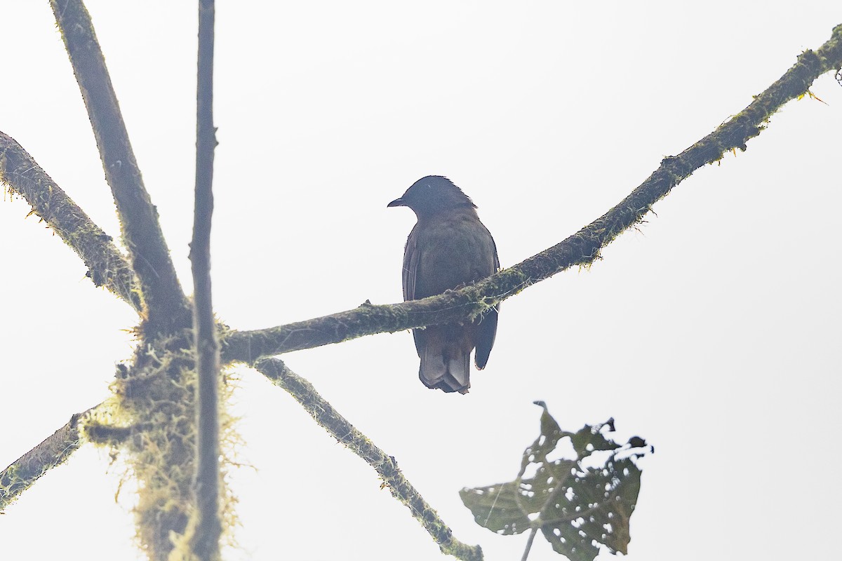 Rufous-brown Solitaire (Chestnut-throated) - ML528926231