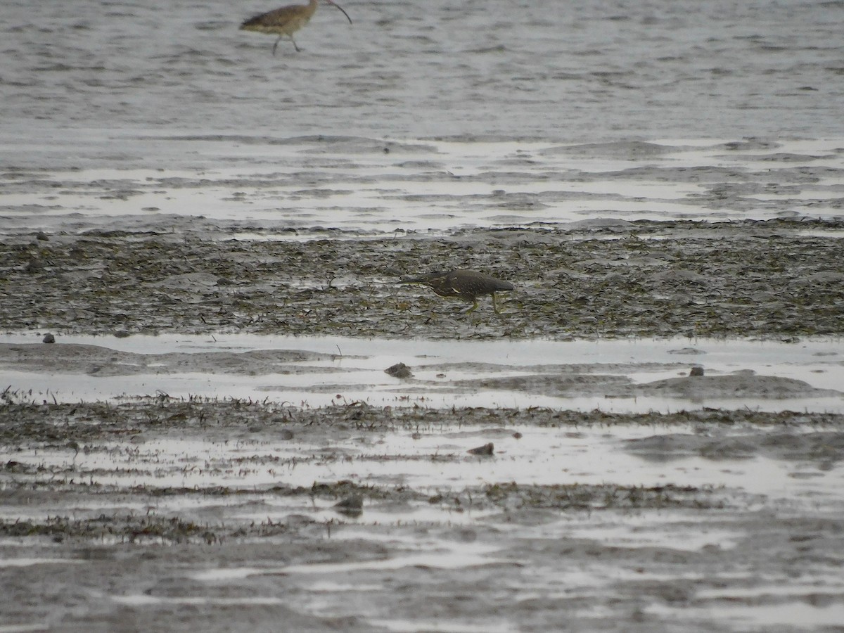 Striated Heron - ML528926411