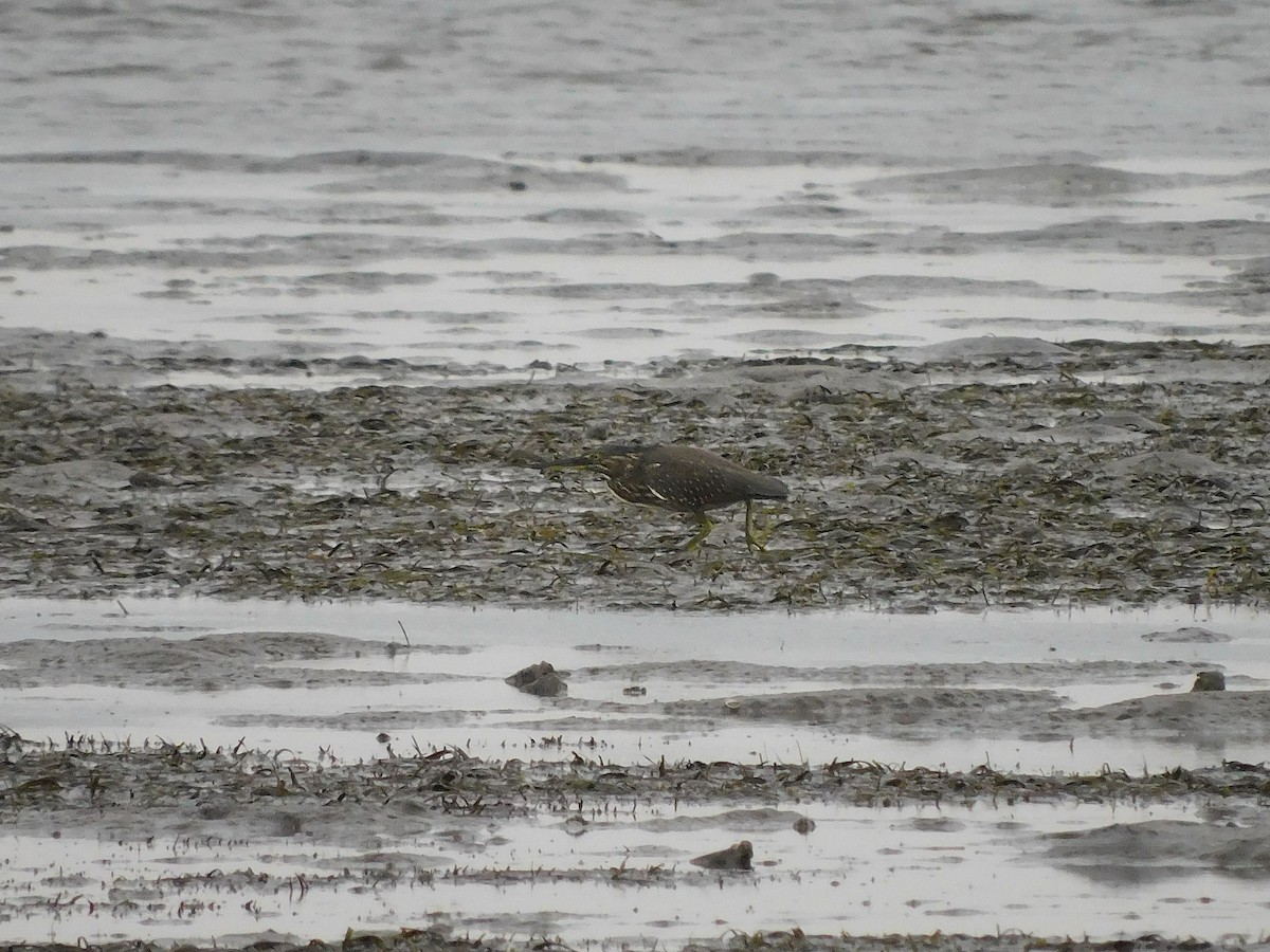 Striated Heron - ML528926421