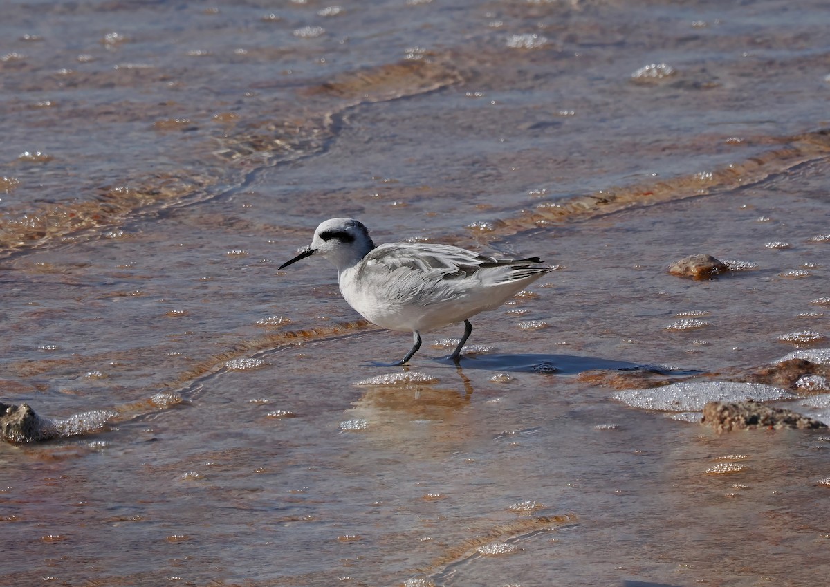 Red-necked Phalarope - ML528930831