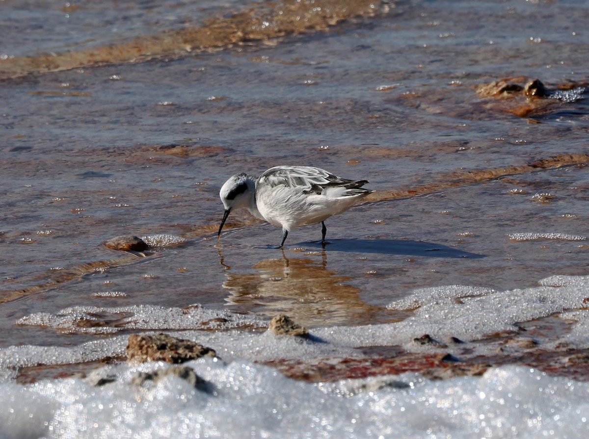 Red-necked Phalarope - Tony Richards