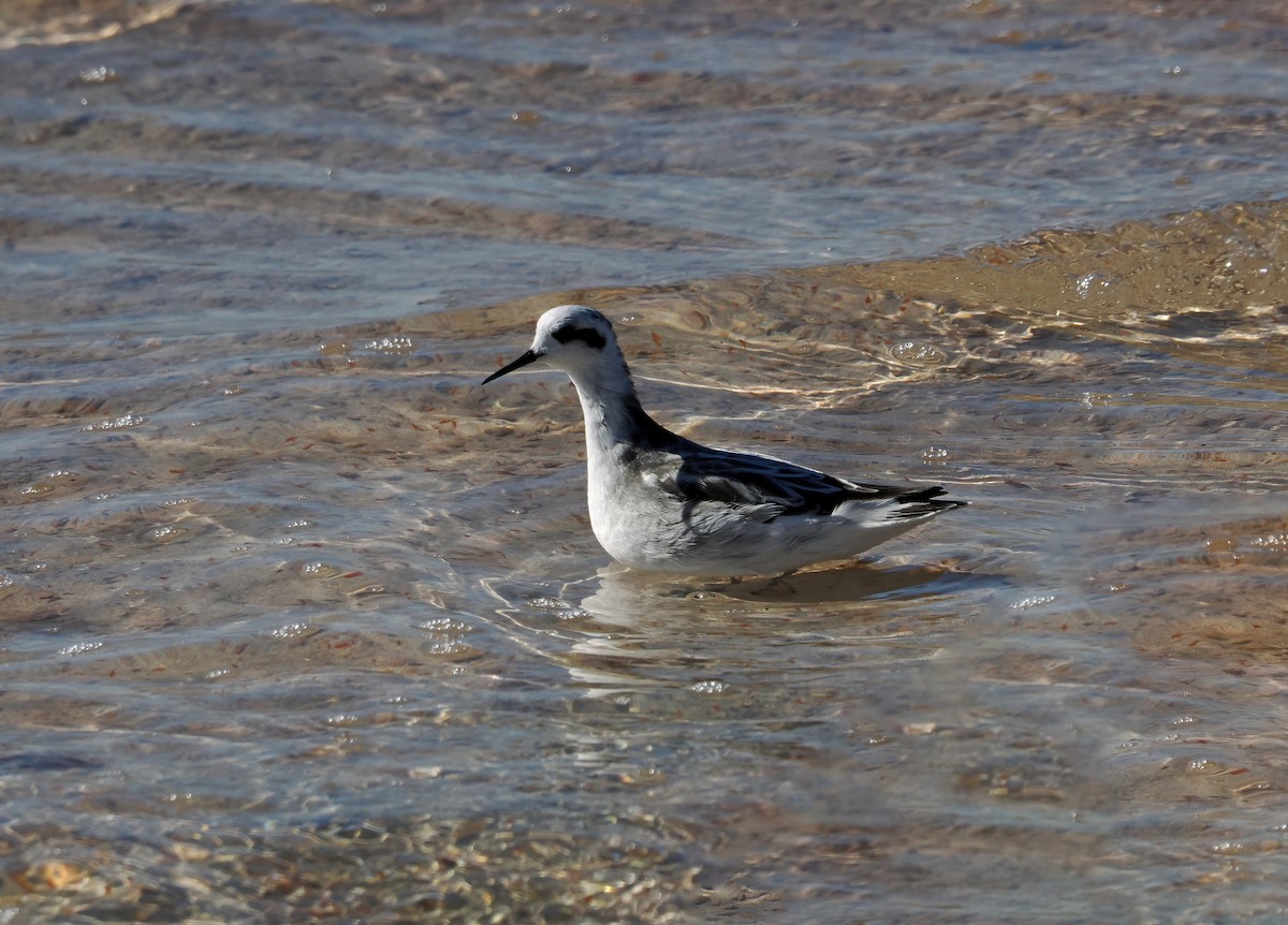 Red-necked Phalarope - Tony Richards