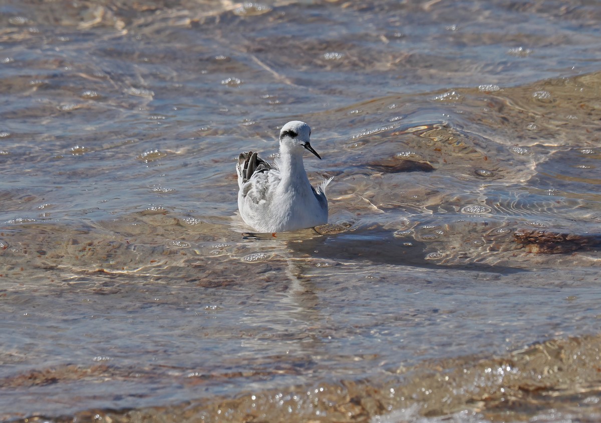 Red-necked Phalarope - Tony Richards