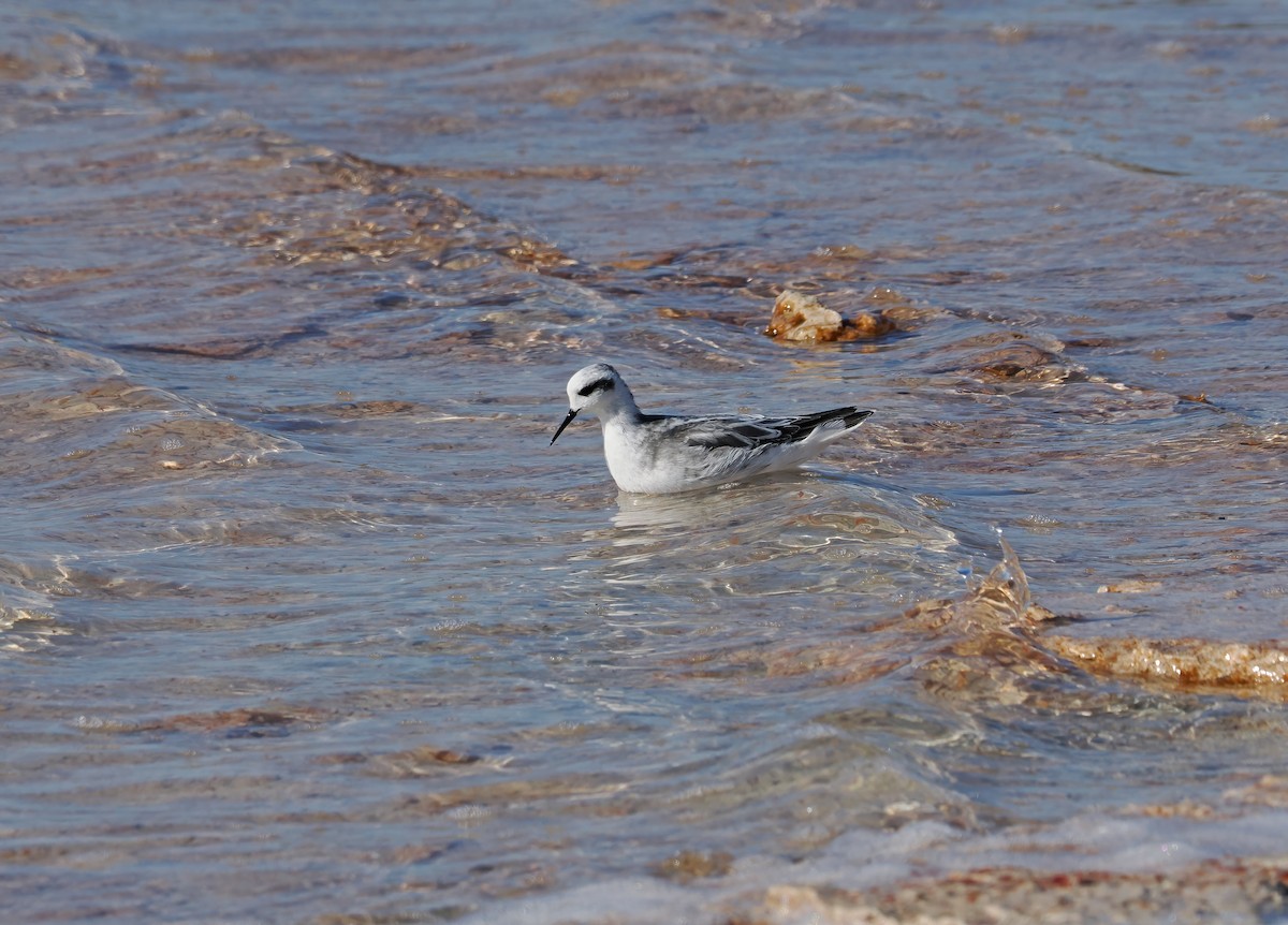 Red-necked Phalarope - Tony Richards