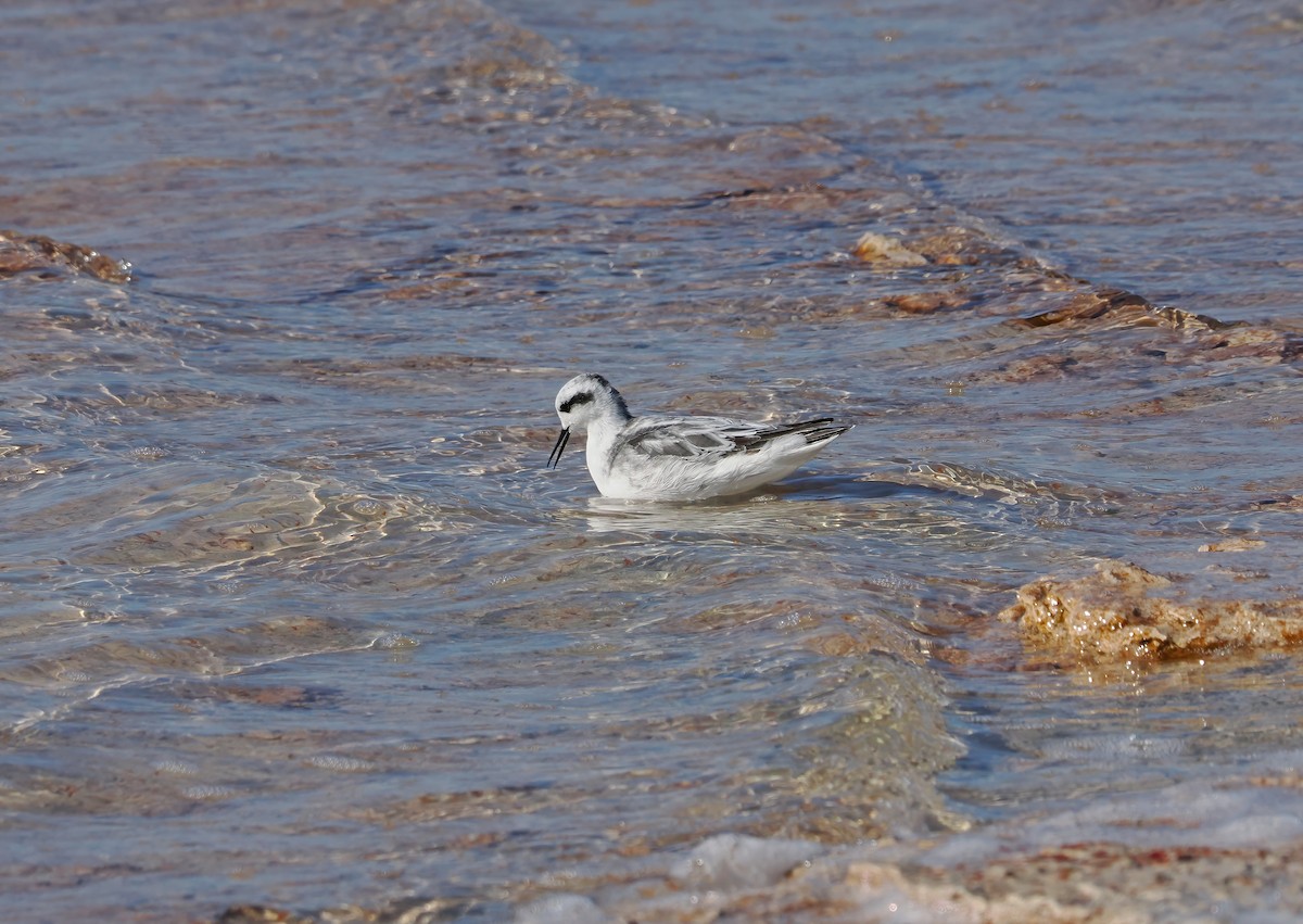 svømmesnipe - ML528930881