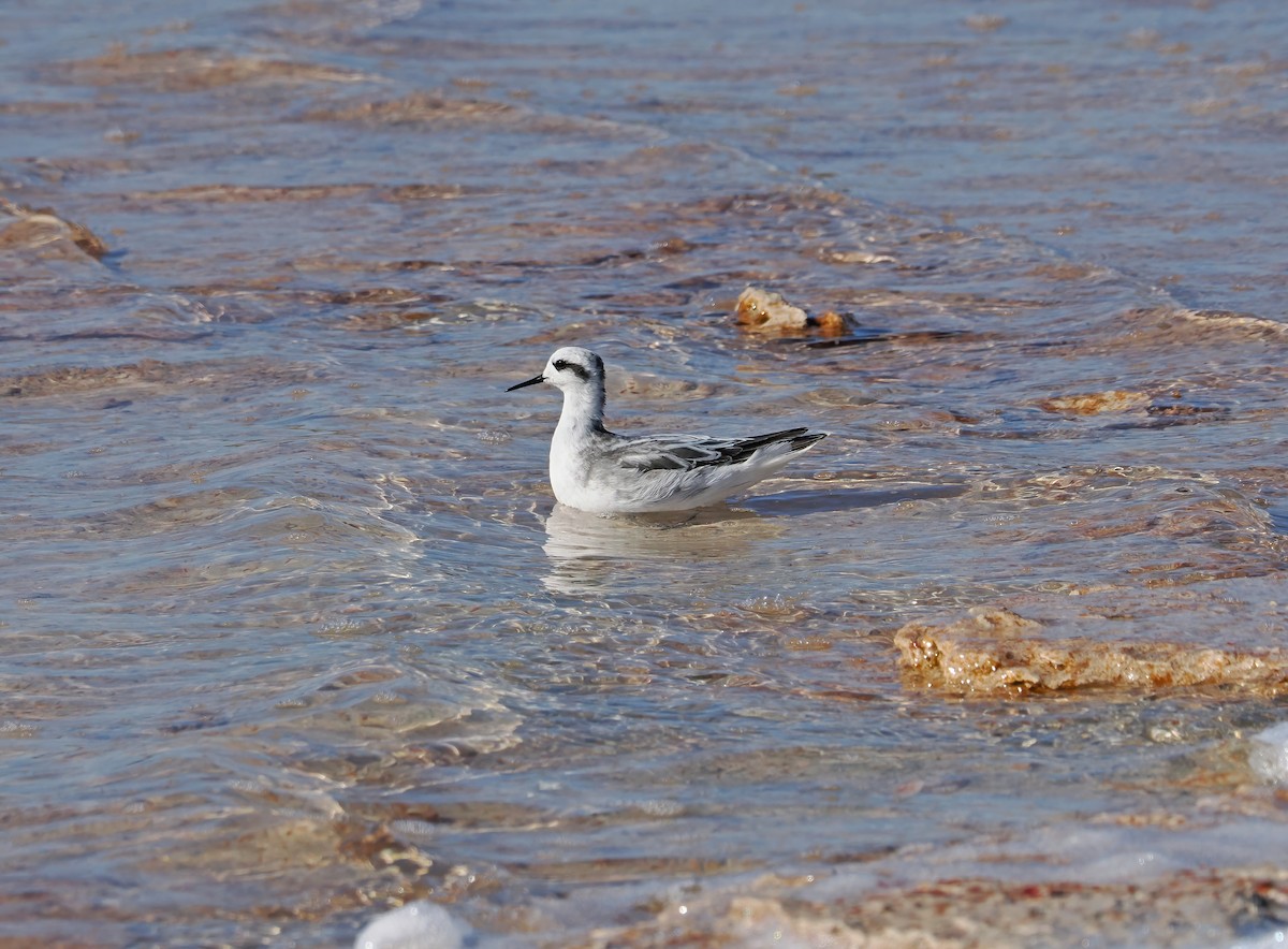 svømmesnipe - ML528930891