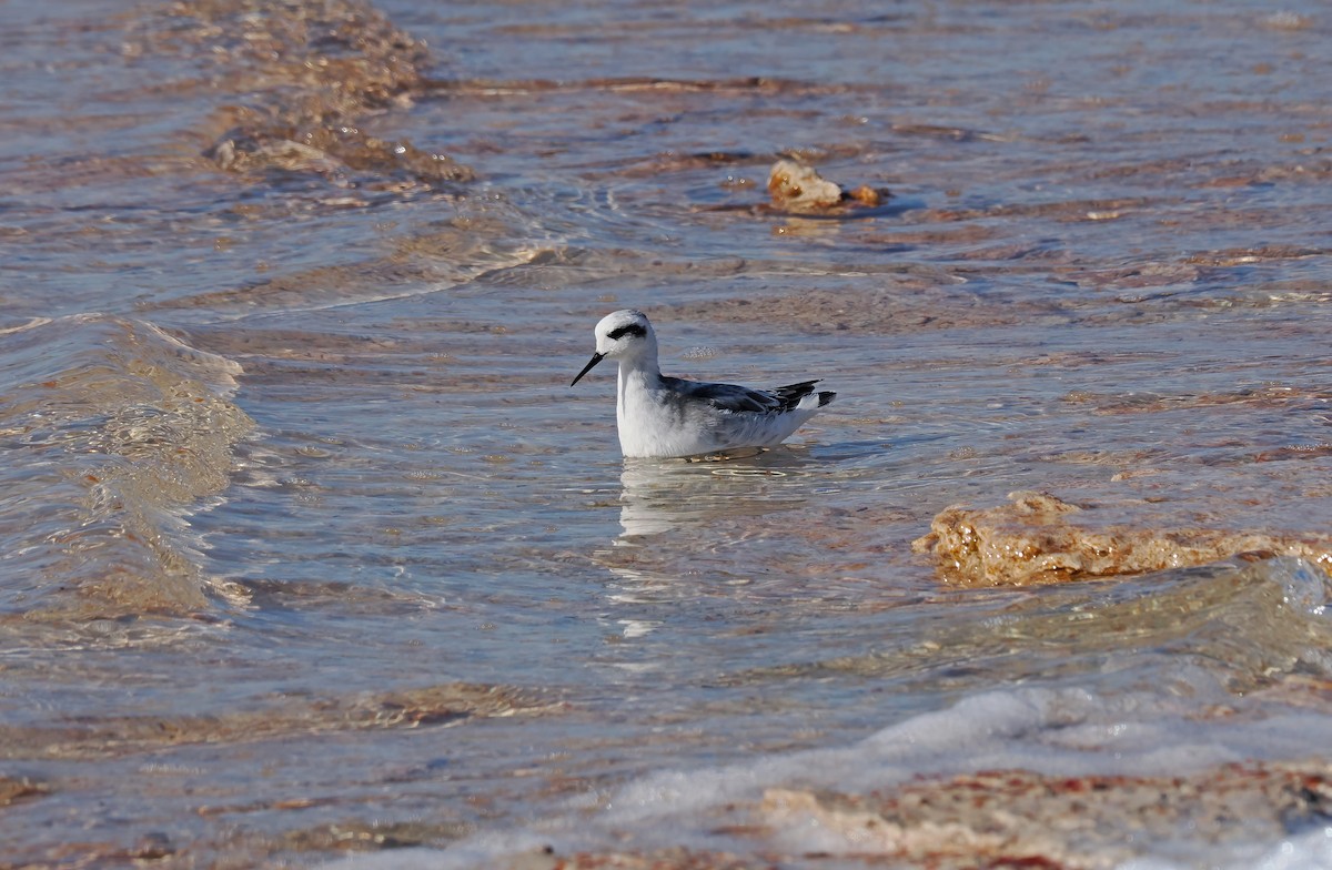 Red-necked Phalarope - Tony Richards