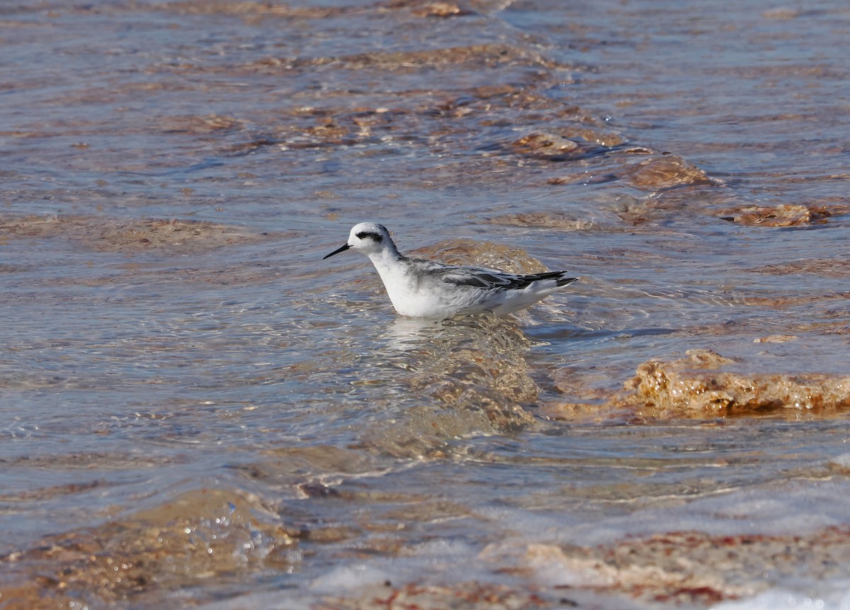 Red-necked Phalarope - Tony Richards