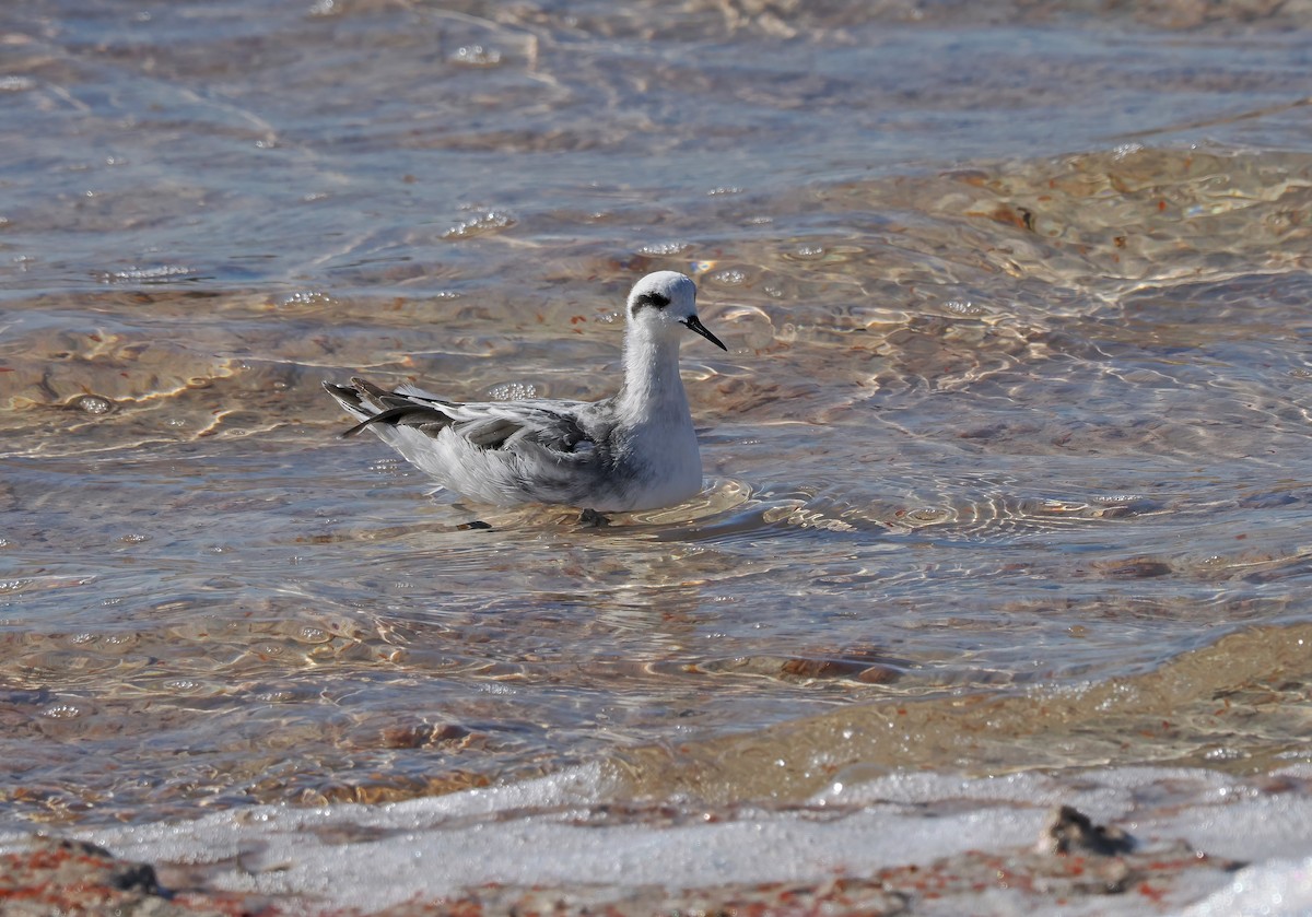 svømmesnipe - ML528930921