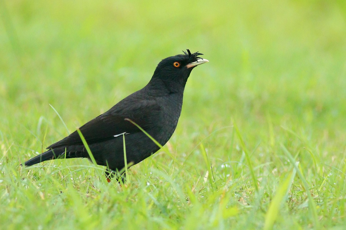 Crested Myna - ML528932271