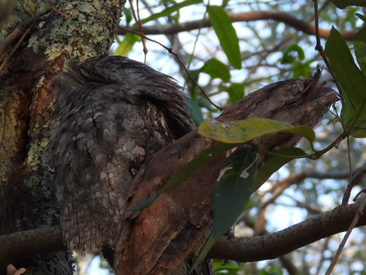 Tawny Frogmouth - ML528932371