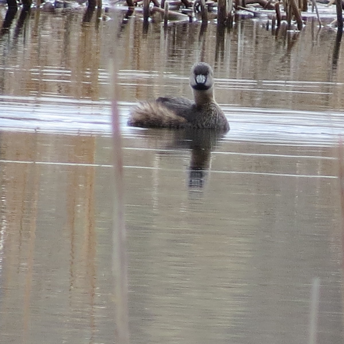 Pied-billed Grebe - ML52893621