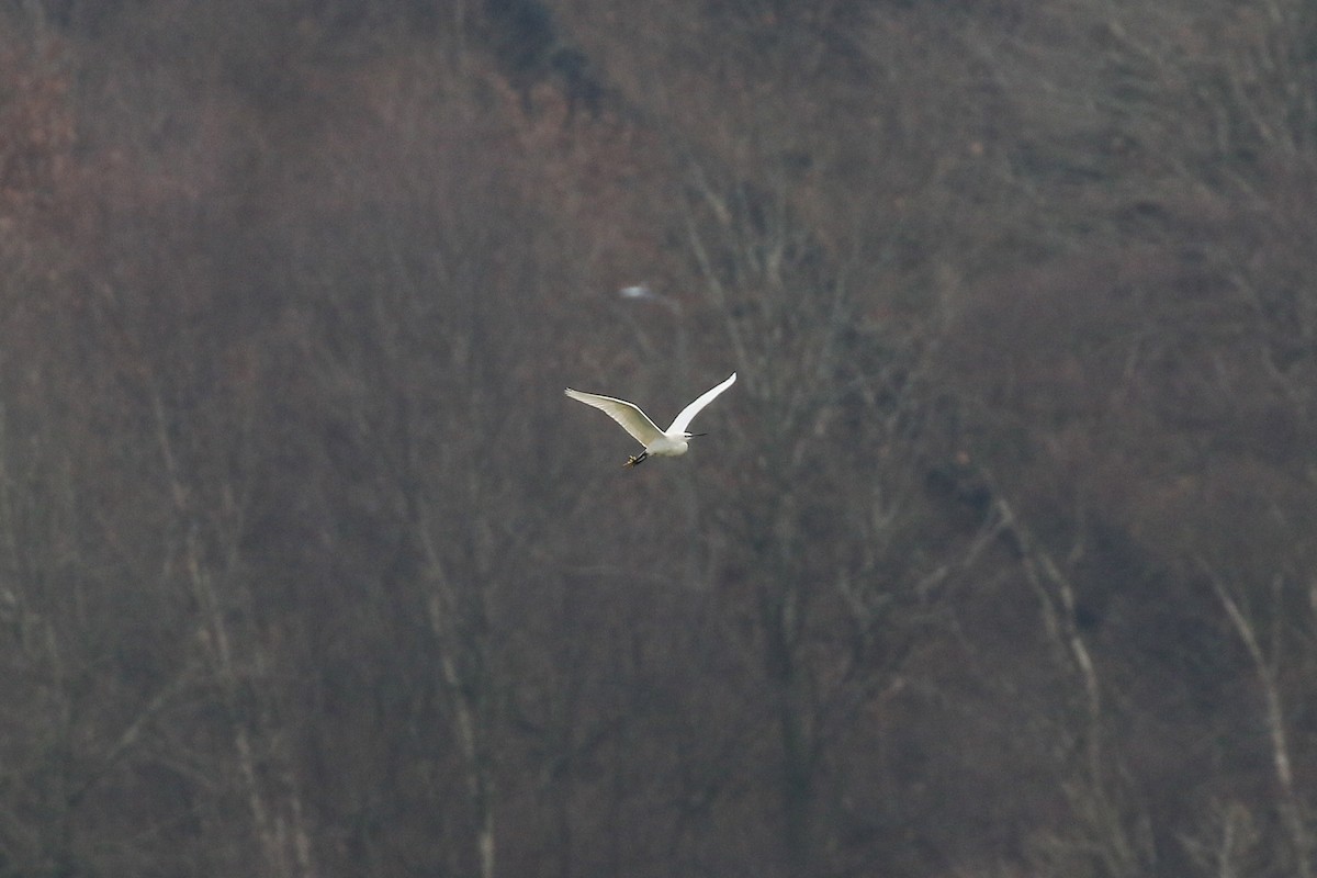 Little Egret - ML528937361