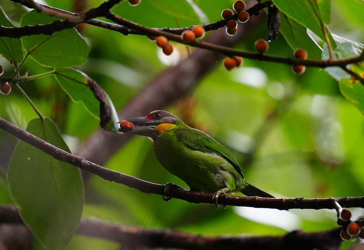 Gold-whiskered Barbet - ML528937501