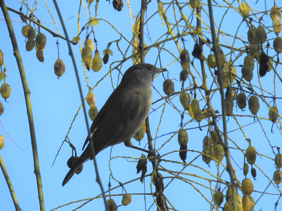 Eurasian Blackcap - ML528939121