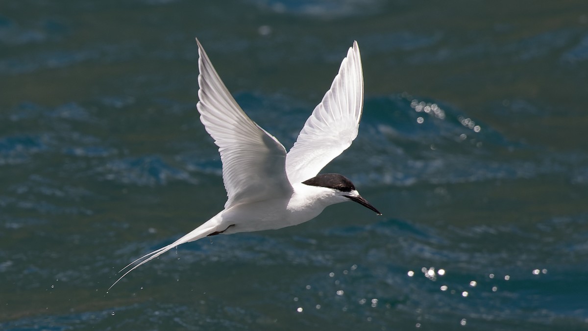 White-fronted Tern - David Newell