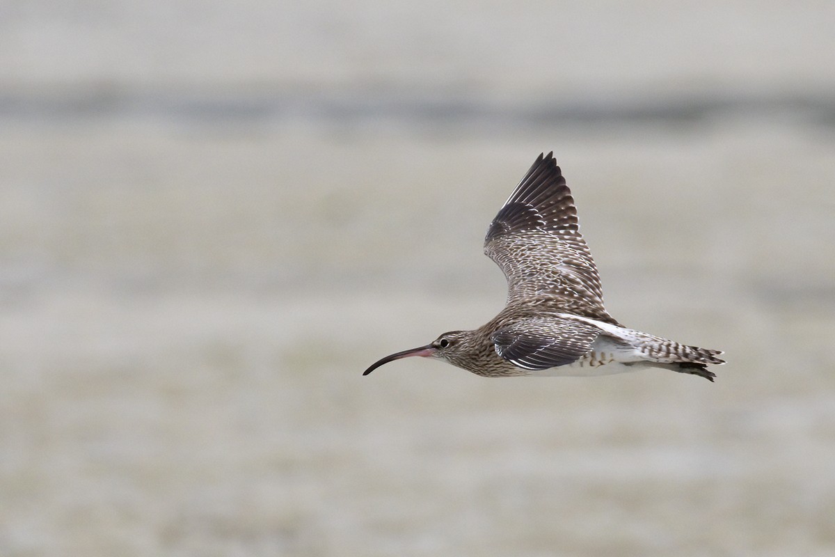 Regenbrachvogel (phaeopus) - ML528940711