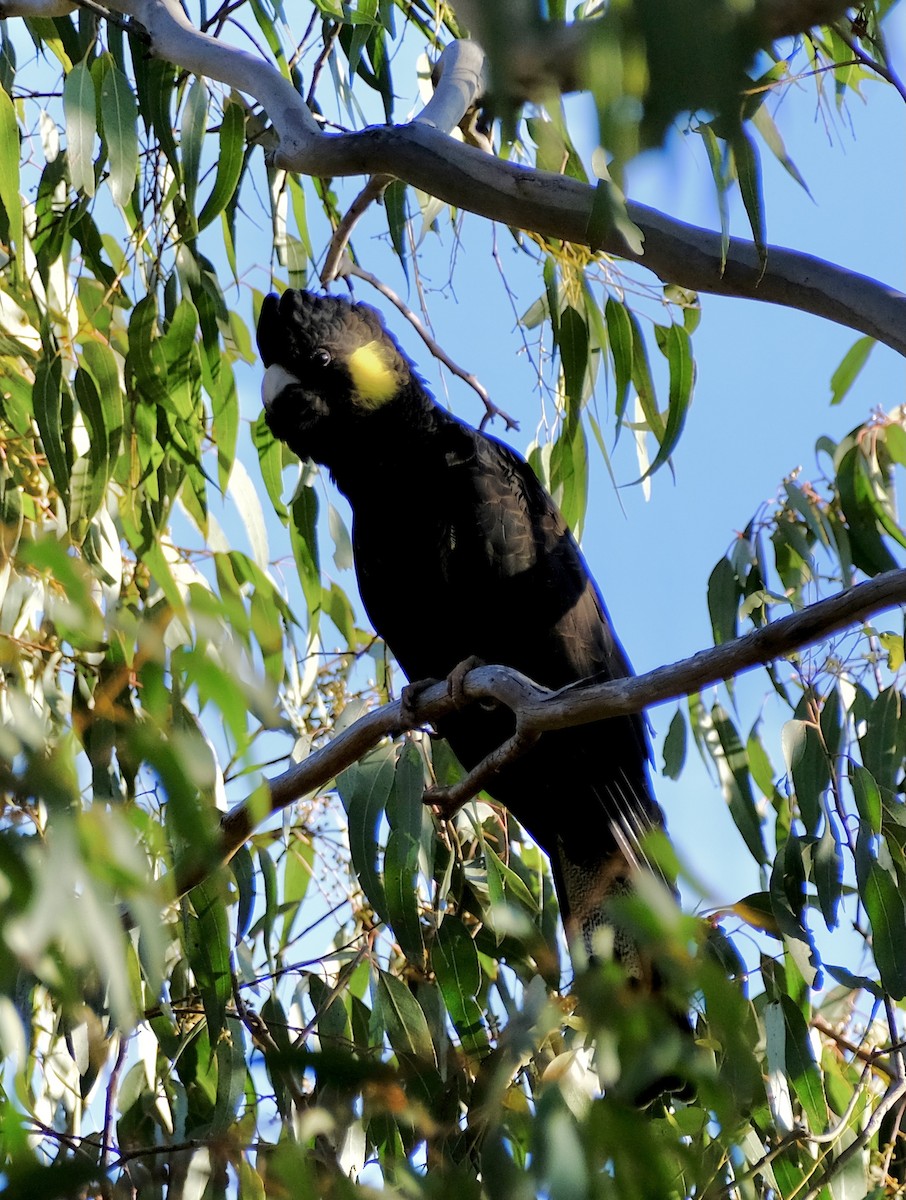 Yellow-tailed Black-Cockatoo - ML528942091
