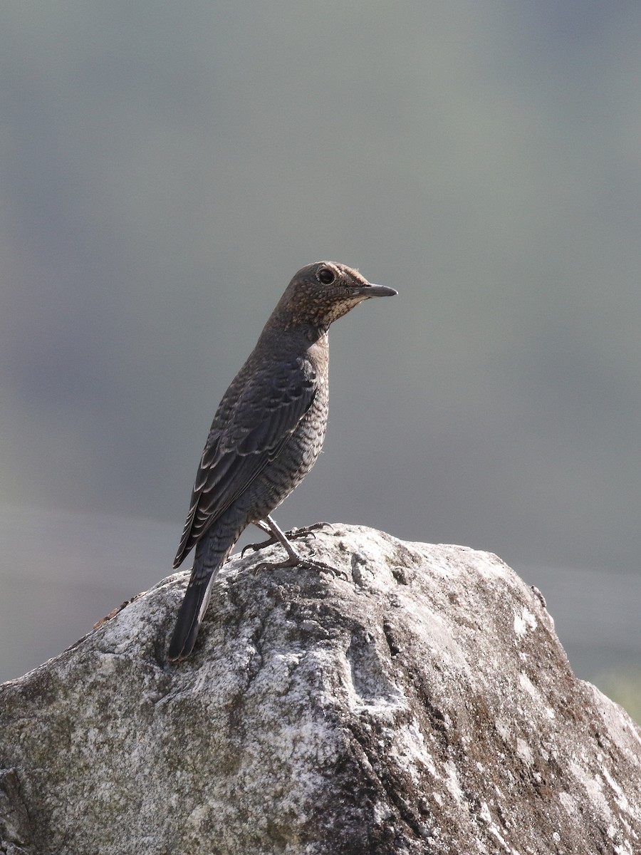 Blue Rock-Thrush - ML528942161