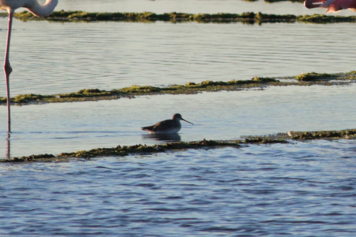 Spotted Redshank - Alexandre Hespanhol Leitão