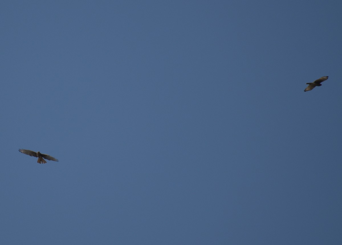 White-eyed Buzzard - ML528943021
