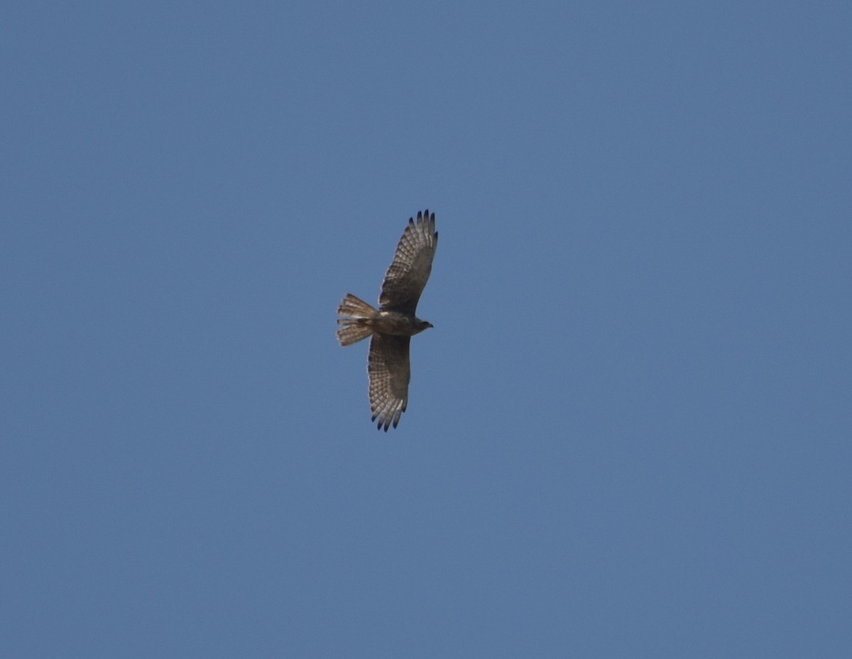 White-eyed Buzzard - ML528943031
