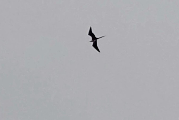Magnificent Frigatebird - ML528943741
